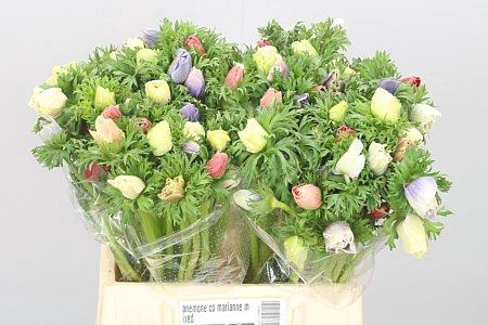 <h4>Anem Co Mar Gem</h4>