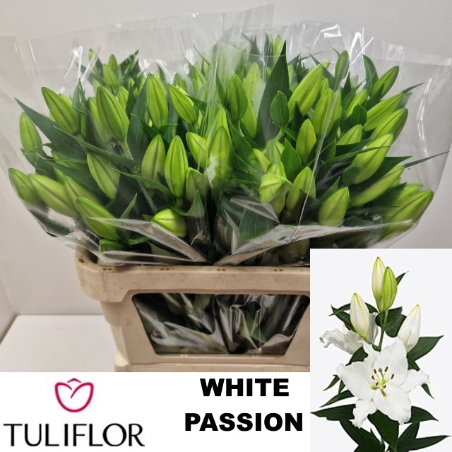 <h4>LI OR WHITE PASSION</h4>