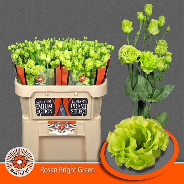 EUS G ROSAN BR GREEN