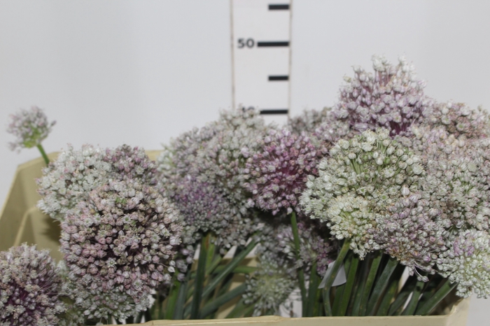 <h4>FLOR DE ALHO</h4>