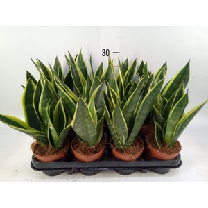 Sansevieria trifa.   ...
