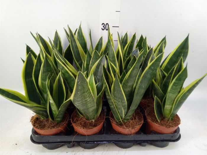 <h4>Sansevieria trifa.   ...</h4>