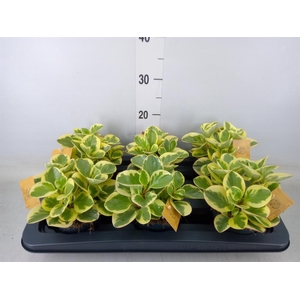Peperomia obt. 'Obtipan Bicolor'