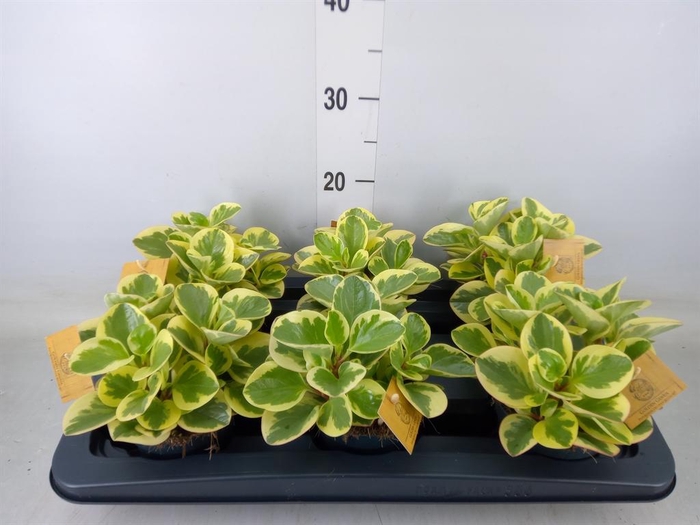 <h4>Peperomia obt. 'Obtipan Bicolor'</h4>