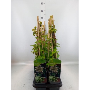 Hydrangea anomala subsp. petiolaris