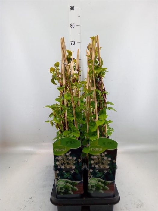 <h4>Hydrangea anomala subsp. petiolaris</h4>