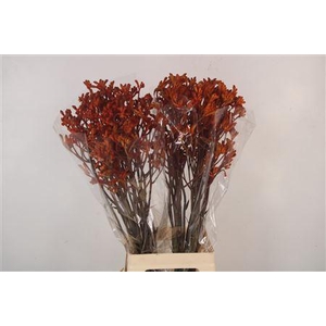 Anigozanthos Golden Girl