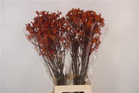 <h4>Anigozanthos Golden Girl</h4>