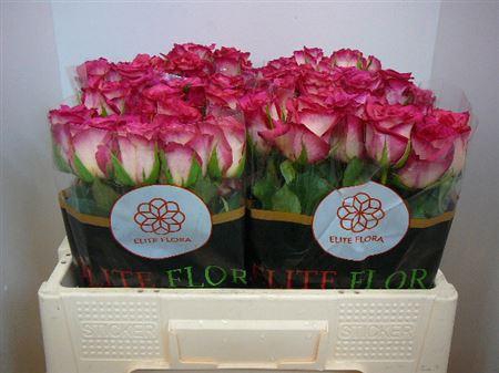 <h4>R Gr Spark Condor</h4>