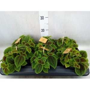 Pilea alumi