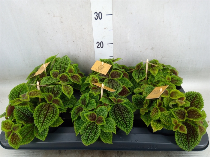 <h4>Pilea alumi</h4>