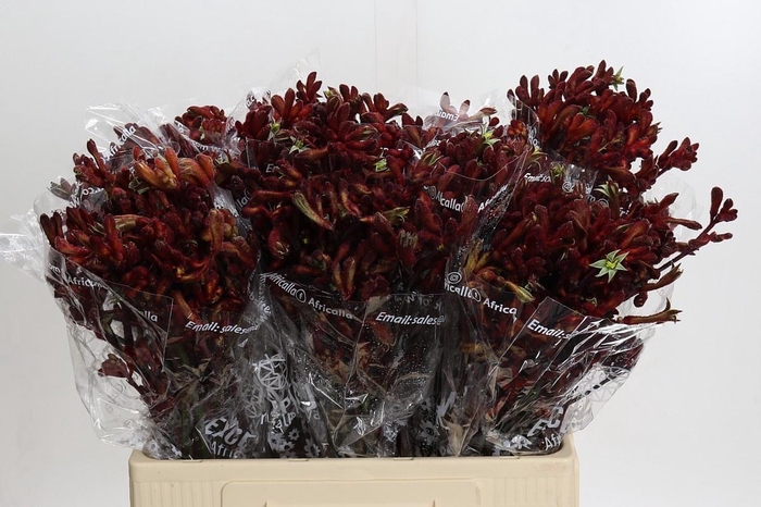 <h4>ANIGOZ EARLY SPRING</h4>