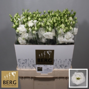 Lisianthus Alissa Pure White