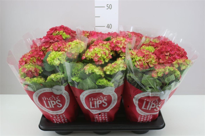<h4>Hydrangea Hot Red 5-6 More Lips</h4>