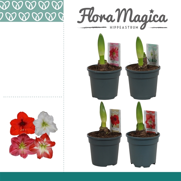 <h4>Amaryllis Mix 1 Knop</h4>