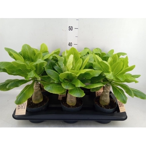 Brighamia ins. 'Hawaiian Palm'