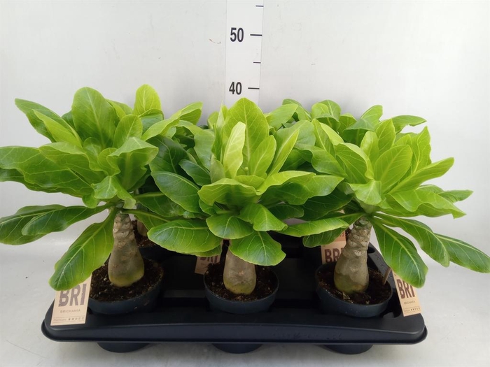 <h4>Brighamia ins. 'Hawaiian Palm'</h4>