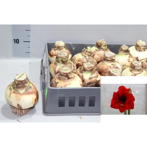 BLOEMBOL HIPPEASTRUM