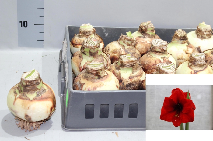 <h4>BLOEMBOL HIPPEASTRUM</h4>