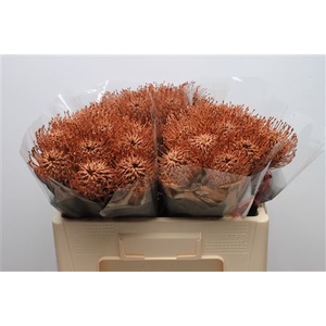 Leuco Klbh Brown