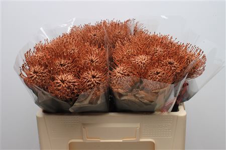 <h4>Leuco Klbh Brown</h4>