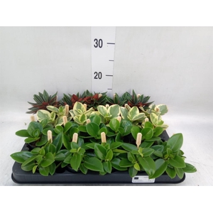 Peperomia   ...mix