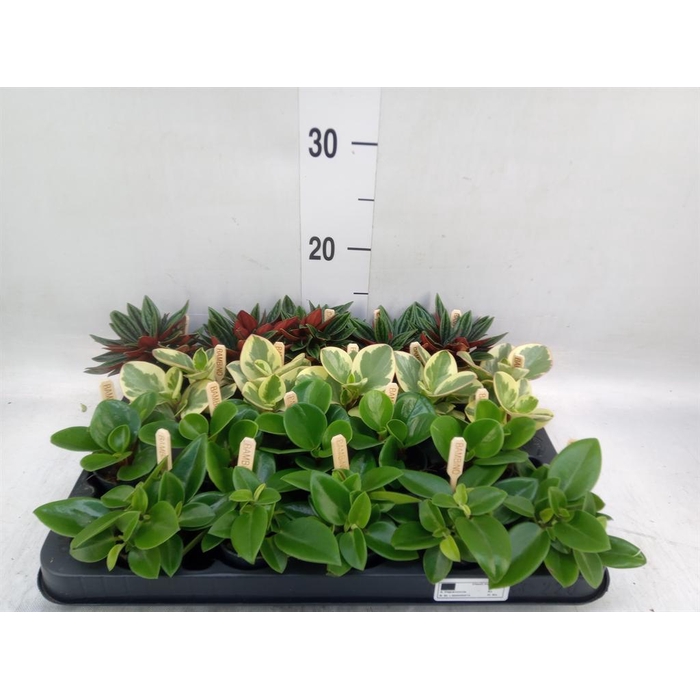 <h4>Peperomia   ...mix</h4>