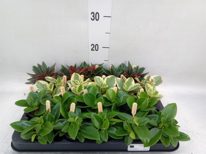 Peperomia   ...mix