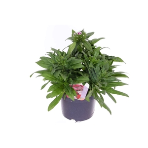 Dianthus barbatus Barbajoy