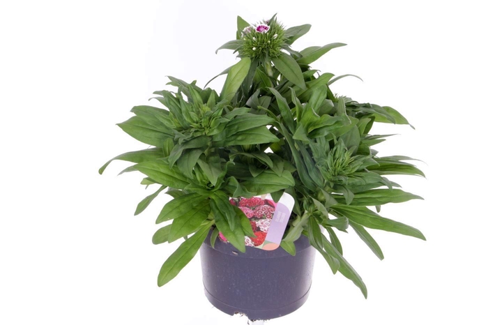 <h4>Dianthus barbatus Barbajoy</h4>
