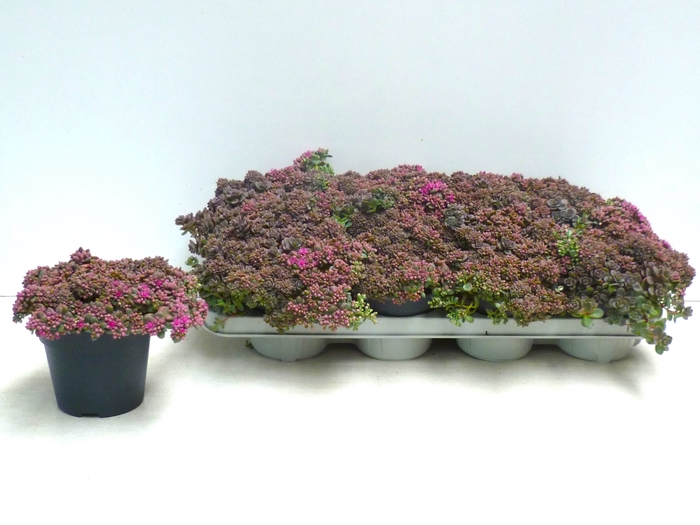 <h4>SEDUM CAUT LIDAKENSE</h4>