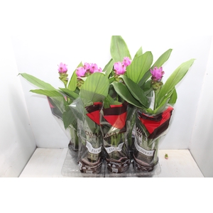 CURCUMA P15