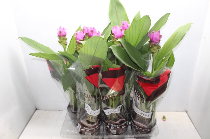 <h4>CURCUMA P15</h4>