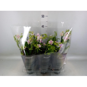 Phalaenopsis multi.   ...