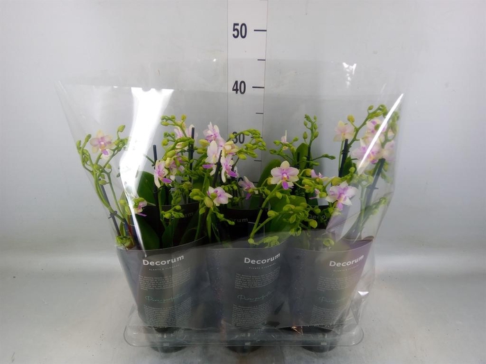 <h4>Phalaenopsis multi.   ...</h4>