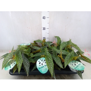 Begonia BD 'Double Dot'