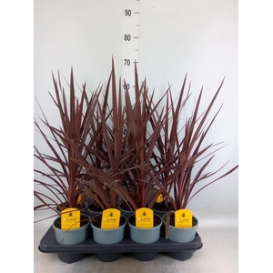 Cordyline austr. 'Red Star'