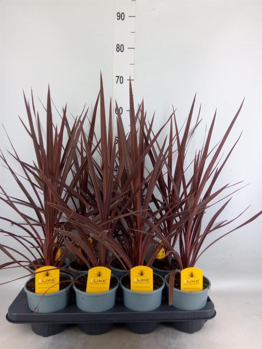 <h4>Cordyline austr. 'Red Star'</h4>