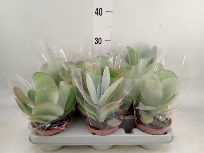 <h4>Kalanchoe NF thyrsiflora 'Red Lips'</h4>