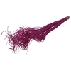 Palm Curly TT 100pc per bunch Cerise
