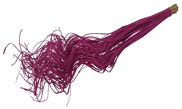 Palm Curly TT 100pc per bunch Cerise