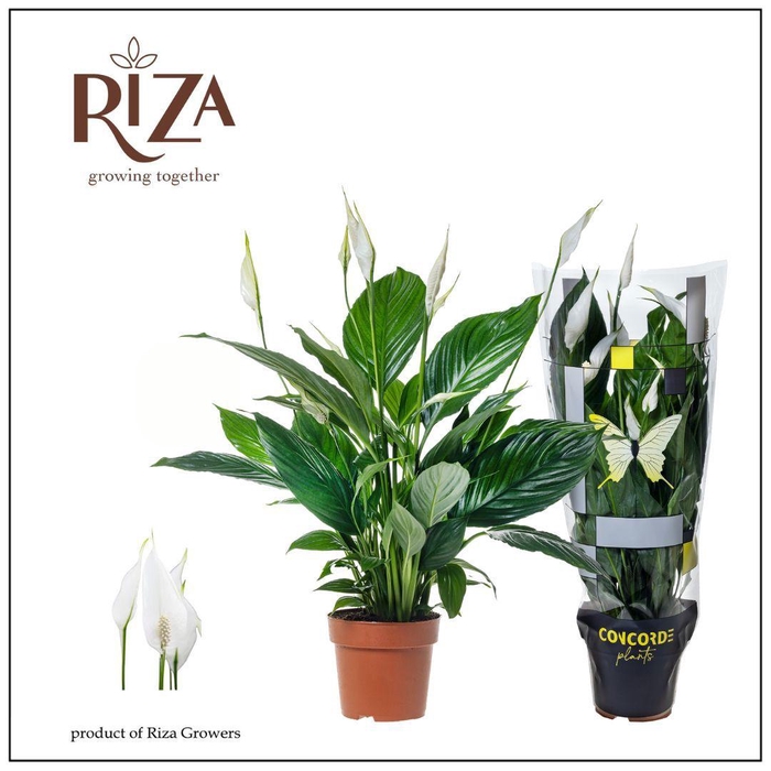 <h4>SPATH PICO CUPIDO</h4>