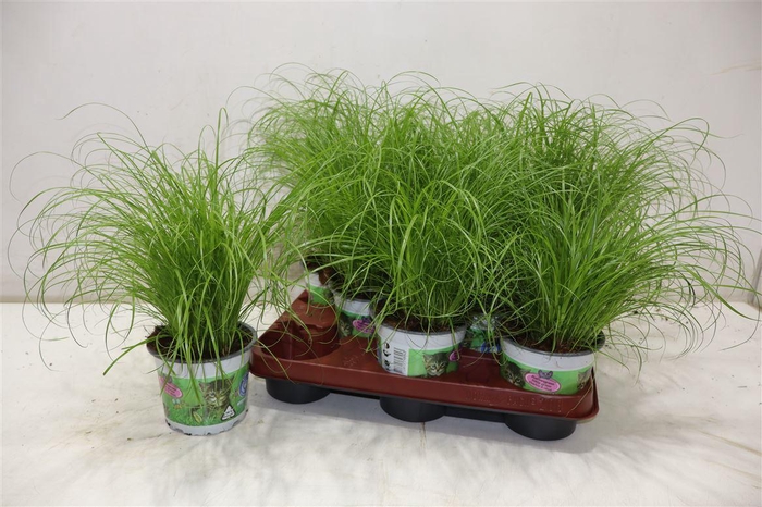 <h4>Cyper Alt Zumula</h4>