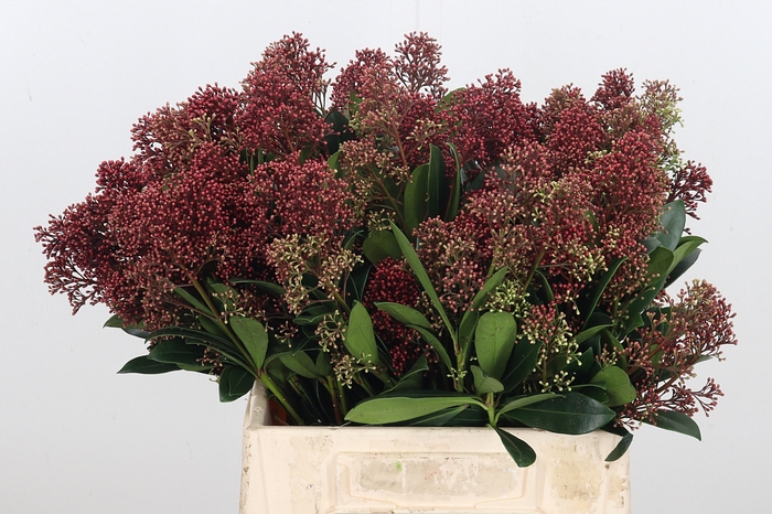 Skimmia Rubella