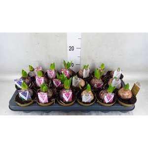 Hyacinthus orie.   ...mix 5