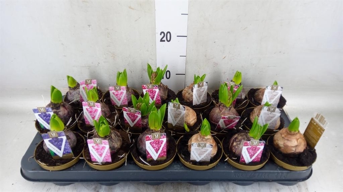 <h4>Hyacinthus orie.   ...mix 5</h4>