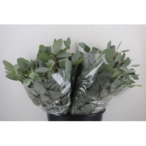 Euca Populus Short 150gr P Bunch