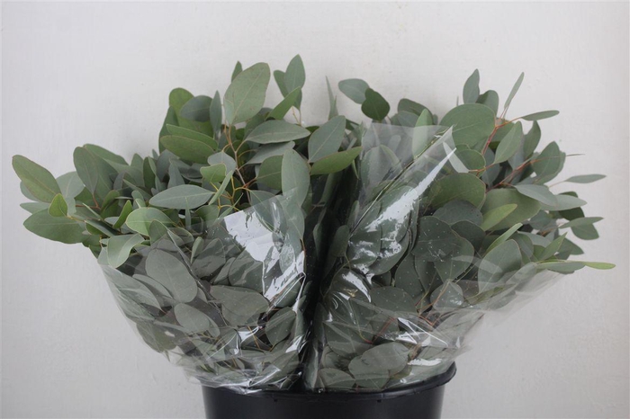 <h4>Euca Populus Short 150gr P Bunch</h4>