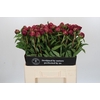 Paeonia Paul M. Wild