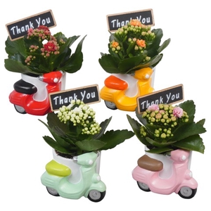 PTBTS1818 Arrangementen kamerplanten